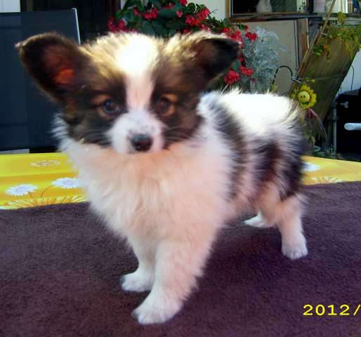 Papillonwelpen